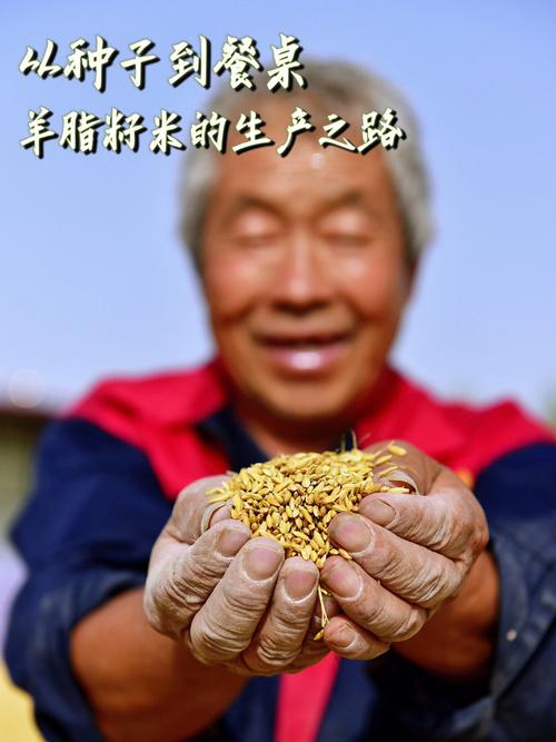 从种子到餐桌,探寻羊脂籽米的生产之路